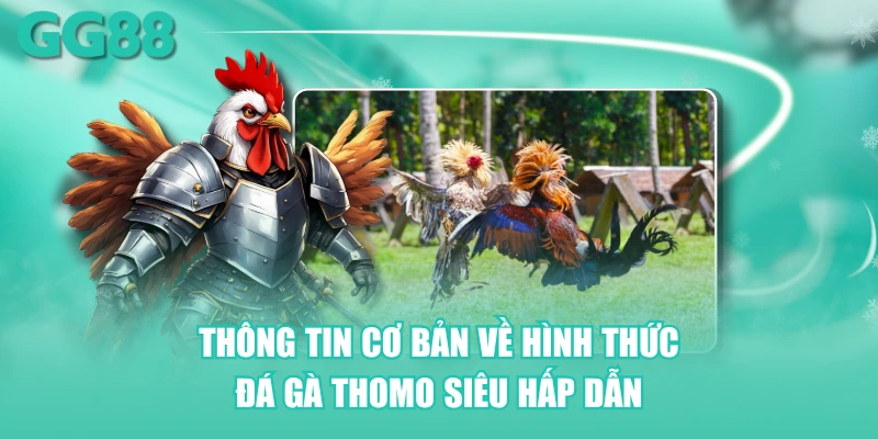 Thông tin cơ bản về hình thức đá gà Thomo siêu hấp dẫn